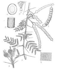 Image result for Acacia nilotica