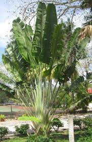 Travelers Palm Bird Of Paradise Traveler S Tree Or Traveler S Palm Ravenala Madagascariensis Travellers Palm Plants Trees To Plant