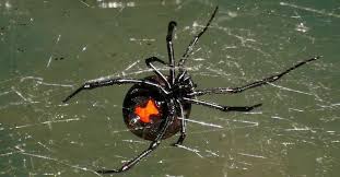 There are a lot of 'depends on' with a black widow bite. Xweyonc5yijzgm