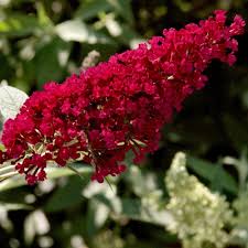 National Plant Network 2 5 Qt Spirea Reeves Flowering Shrub With White Blooms Hd7167 The Home Depot In 2020 Flowering Shrubs Red Perennials Hummingbird Plants