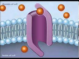 7 How Facilitated Diffusion Works Youtube Teaching Biology Biology Classroom Biology Teacher