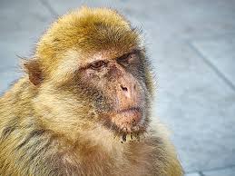 We did not find results for: Die Affen Von Gibraltar Unser Besuch