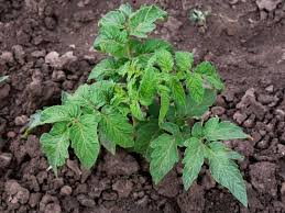 Manure is rich in nitrogen, organic matter and a variety of minerals, adding nutrition and tilth to the soil and ensuring rich harvests of green and happy vegetables. Is Cow Manure Good For Tomatoes A Detailed Answer Is Revealed