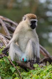 MONKEY SEX: PAYING FOR IT, MASTURBATION, HOMOSEXUALITY | Facts and Details