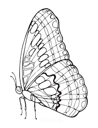 Download and print this printable butterfly coloring pages for adults 89578 for the cost of nothing, only at everfreecoloring.com. 112 Best Butterfly Coloring Pages Free Printables For Kids Adults