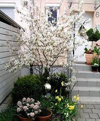 Felsenbirne Baume Garten Straucher Garten Und Baum Vorgarten