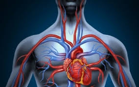 Berkeringat akan Membuat Peredaran Darah Lancar