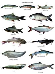 Fish Banglapedia
