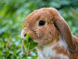 Marigolds and tomatoes are bffs! Can Rabbits Eat Tomatoes Pawbility