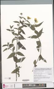 Image result for Aspilia rudis