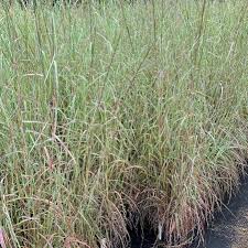Image result for Andropogon schirensis