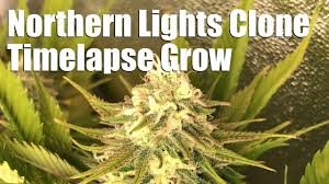 Auto northern lights is a vigorous strain with some explosive growth. Northern Lights Timelapse Grow From Clone To Harvest Youtube
