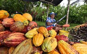 Handmade in finland with love. Regional Research Project Seeks To Promote The Development Of Cacao To Continue Competing In The European Market Climaloca