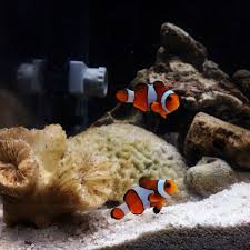 Ikan hiasair tawar black ghost (hantu hitam) berasalah dari perairan sungai amazon dan surinam. Akuarium Air Masin Journeyikangym