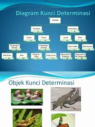 Diagram 4 rajah 4 what will happen if all grasshoppers die? Kunci Determinasi