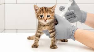 Most experts agree that cats reach adulthood at 12 months old but they may not reach full size until anywhere between 18 months to 4 years of age. Kitten Development From Birth To Adulthood Royal Canin