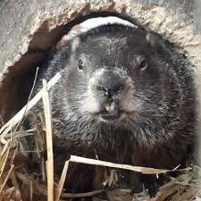Nova scotia's shubenacadie sam emerged from his burrow northeast of halifax and saw his shadow, but in ontario, wiarton willie was paraded on stage and evidently saw no shadow. Haligonia Ca Shubenacadie Sam Ready For Groundhog Day Facebook