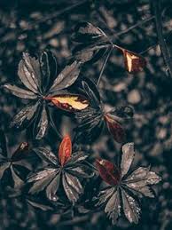 Also explore thousands of beautiful hd wallpapers and background images. Leaves Old Mobile Cell Phone Smartphone Wallpapers Hd Desktop Backgrounds 240x320 Images And Pictures