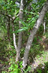 Image result for Phyllanthus engleri