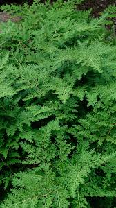 Image result for Selaginella tenerrima
