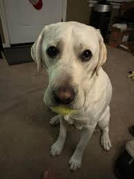 Dogs to keep off my property