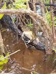 El sapo concho puertorriqueño, también conocido como Peltophryne lemur,  está haciendo acto de presencia en Guanica después de que las recientes  fuertes lluvias ( sobre 5"de lluvia) los sacaron de sus madrigueras