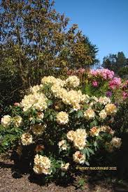 Rhododendron Horizon Monarch Rhododendron Shade Garden Monarch