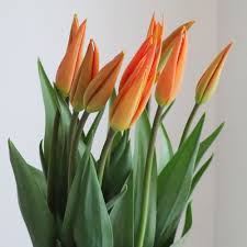 はなどんやアソシエ