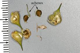 Image result for Carex mannii