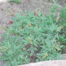 Image result for Vigna heterophylla