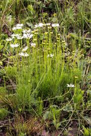 Image result for Callilepis laureola