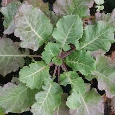 Image result for Brassica
