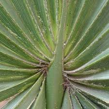 Image result for Sabal etonia