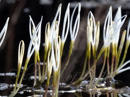 Image result for Blyxa aubertii