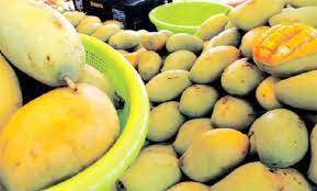 See more of mangga harum manis perlis on facebook. Pengusaha Mangga Harum Manis Dinasihat Ikut Garis Panduan