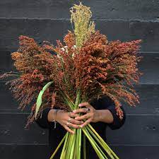 A Close Cousin Of Sweet Corn Broom Corn Is A Tall Visually Interesting Stalk That Brings Shade To The Hom Broom Corn Corn Plant Grow Your Own Wedding Flowers