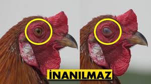 Bizim Goremedigimiz Varliklari Gorebilen Hayvanlar Cin Melek Seytan Ve Ruhlari Gorebiliyorlar Youtube