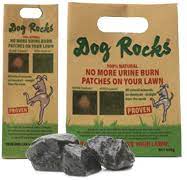 two bostons pet blog rocks water green lawn now that our lawns are starting to get green and grow again have y dog rocks dogs peeing in house dog pee