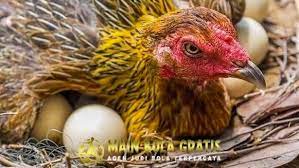 Tips Cepat Mengatasi Induk Ayam Bangkok Yang Susah Bertelur Ayam Betina Ayam Bangkok