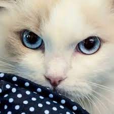 Dolce Vita Ragdolls Home Facebook
