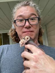 How to find the owner of a banded pigeon in Novi, Michigan?