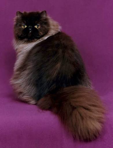 Persan (chat) — Wikipédia