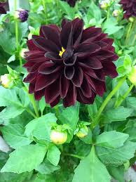 Pin Von Gulsen Pazaroglu Auf Bahcemde Olmali Garten Ideen Garten Blumen