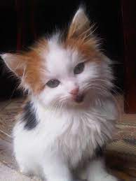 صور قطط باقة مختارة من أروع و أجمل القطط مع خلفيات hd gatos bonitos animales adorables gatitos adorables