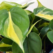 Pothos Brazil Plant Leaves Plants Plant Life