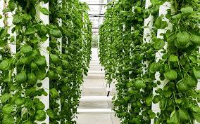Building a hydroponic pvc system is a diyer's dream because of tools and materials needed are often found in the household, or can be bought at a nearby home improvement store. 7 Facts That Will Make You Rethink The Sterility Of Hydroponics Zipgrow
