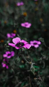 Image result for Geranium ocellatum