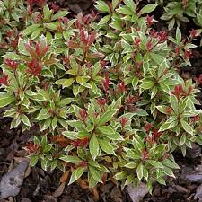 Image result for Pieris japonský little heath obrázek
