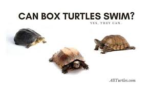 Just like every other living creature, water equals life. Can Box Turtles Swim Short Answer Yes All Turtles