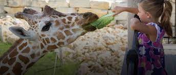 See all things to do. Niabi Zoo Connecting The Quad Cities With Animals